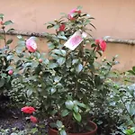 Morelli Bed & Breakfast